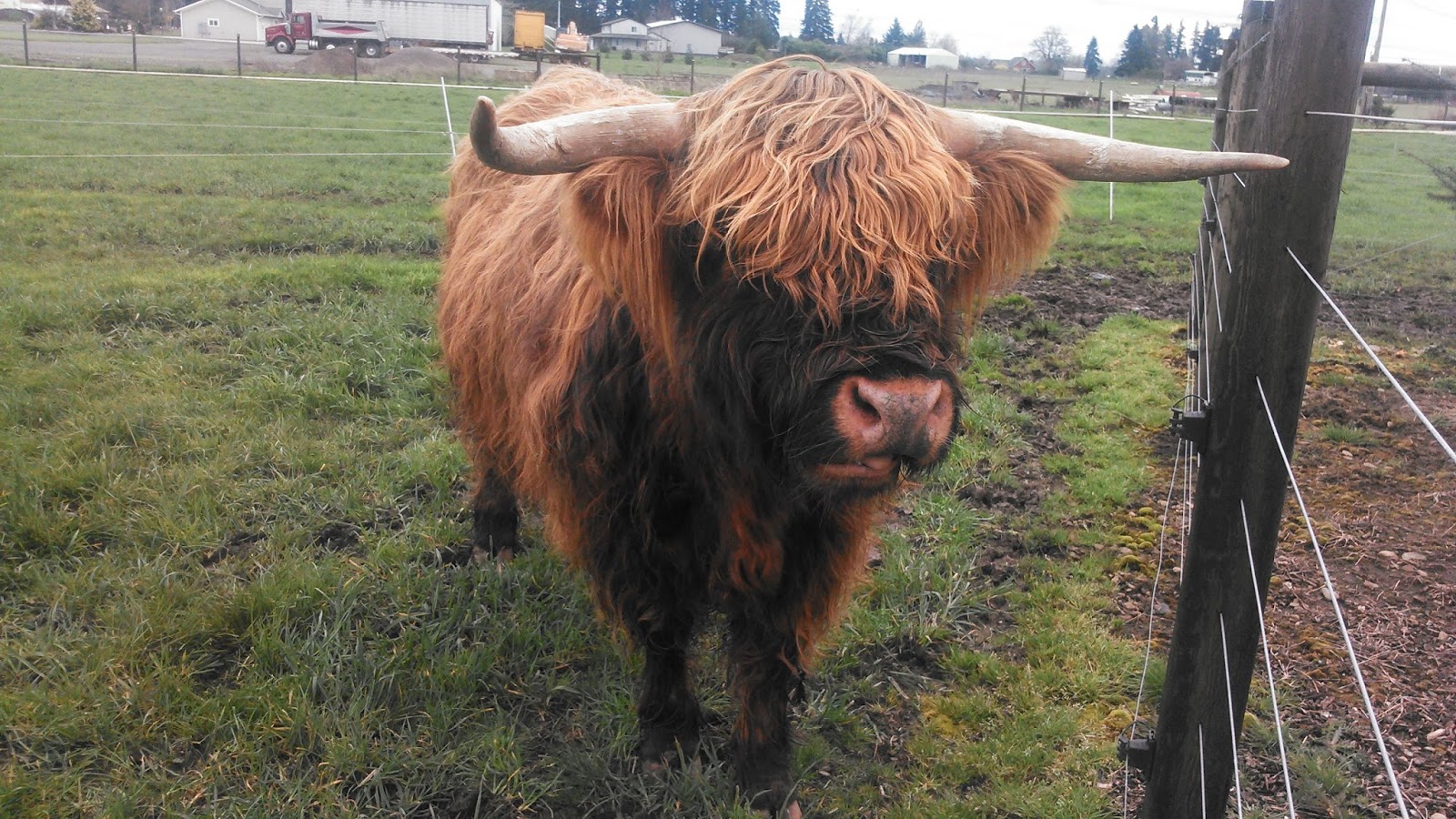 Asman Highland Cattle Friendly cows and coat colors