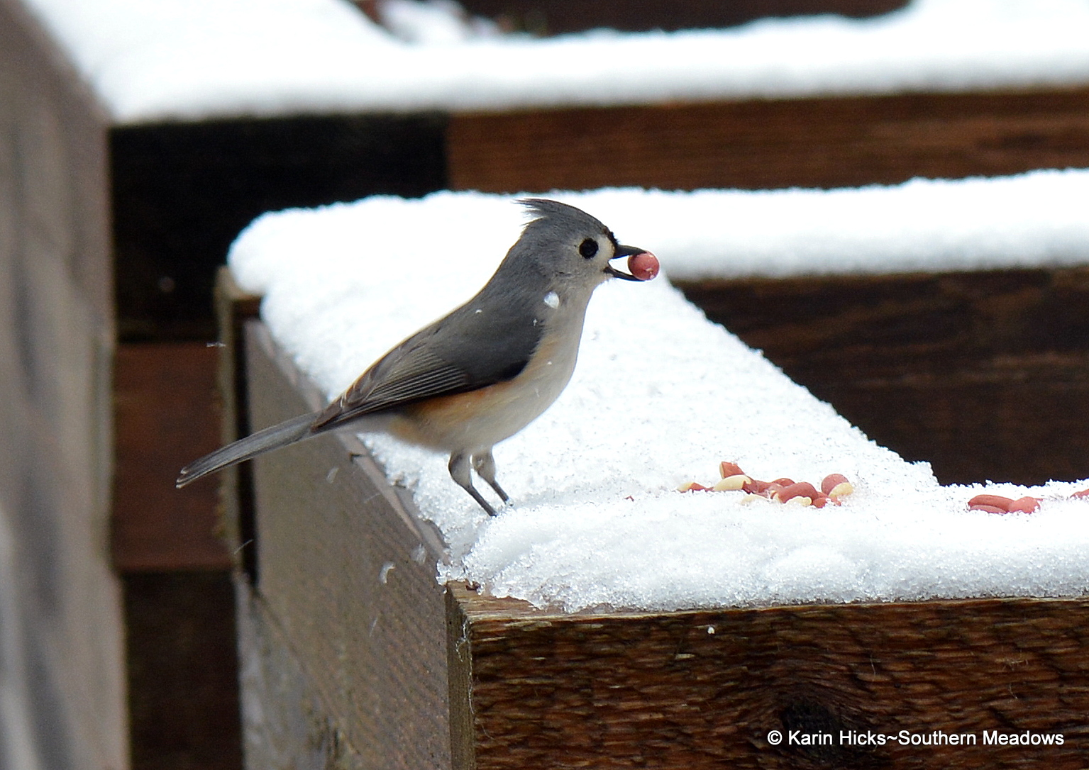 Winter is the Best Time for Backyard Birding