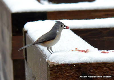 Southern Meadows~Winter is the Best Time for Backyard Birding