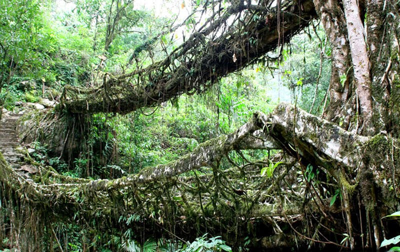Indian Tribe Masters The Art of Weaving Living Root Bridges