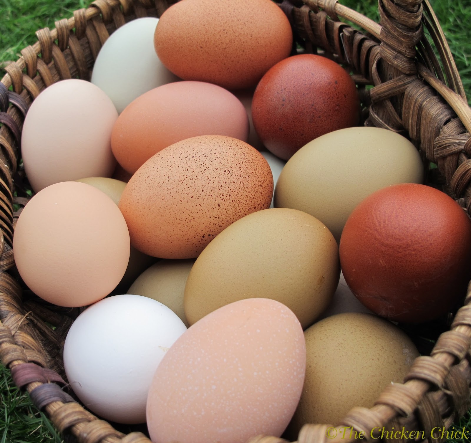 8 Tips for CLEAN EGGS from Backyard Chickens | The Chicken ...