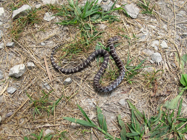 Dead Snake at The Wilderness Center
