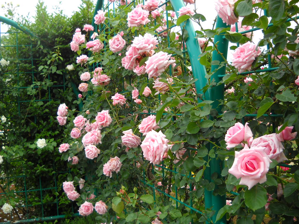 Daily Glimpses of Japan Japanese Roses, Flower Fantasia Park, Noda