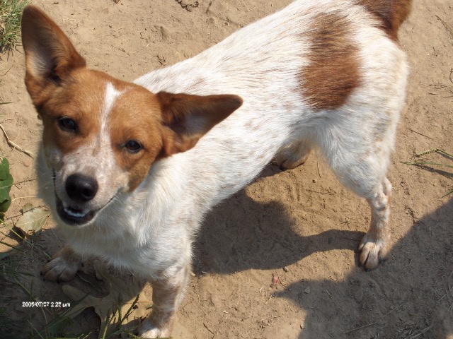 Cowdog Chronicles Chama & Other Red Heeler Mixes
