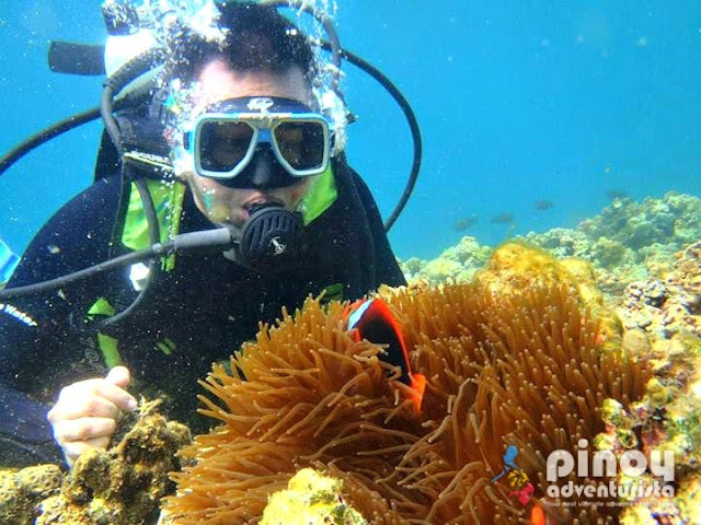Where to Dive in the Philippines - Diving Spots