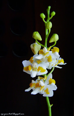 Doritis pulcherrima var. champorensis 'White', Doritis pulcherrima var. chumporensis 'White'