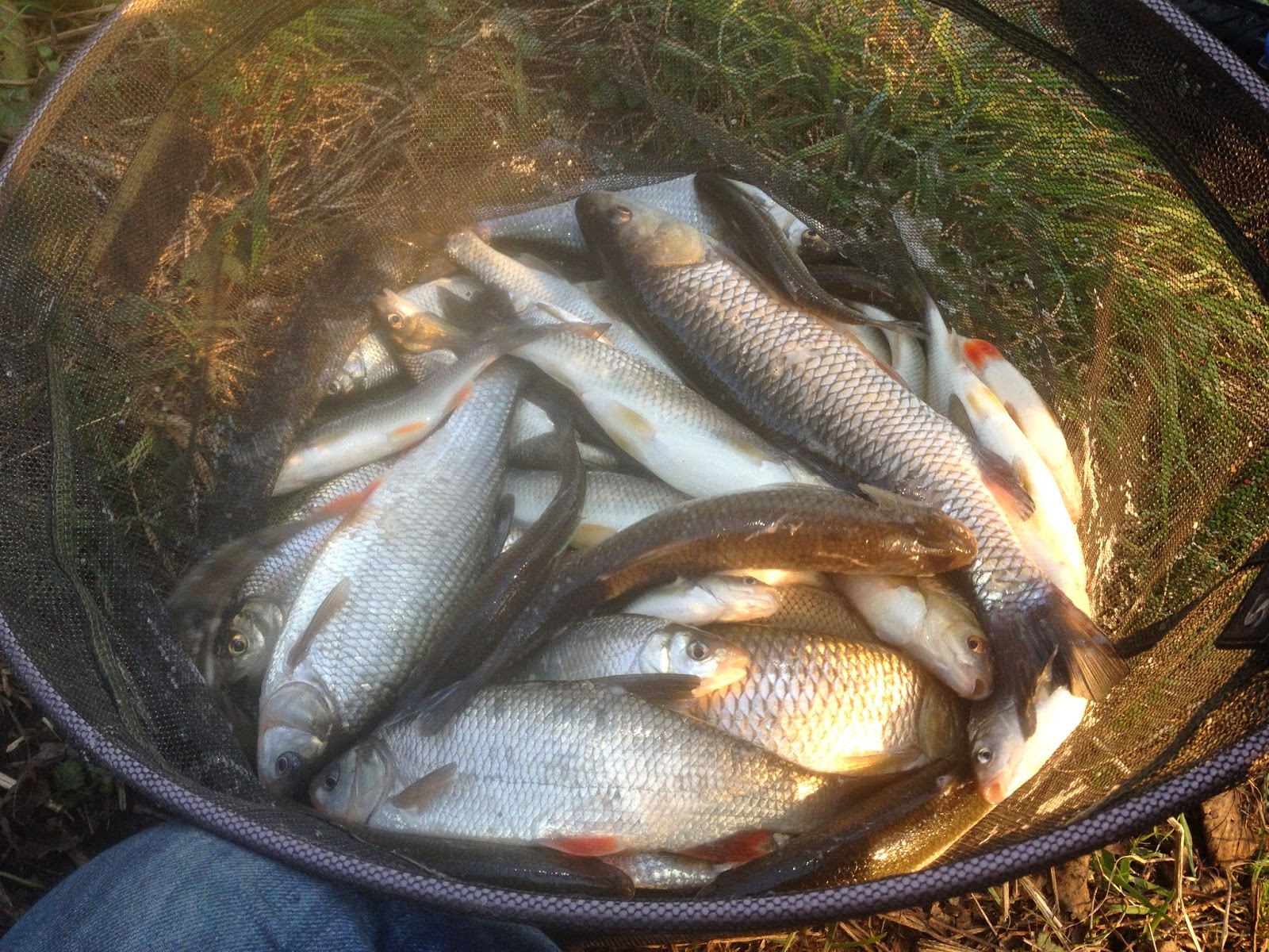 Danny's Angling Blog Stick Float Fishing River Dane Chub