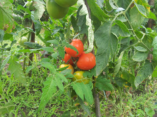  tomates : 7 familles pour nos papilles