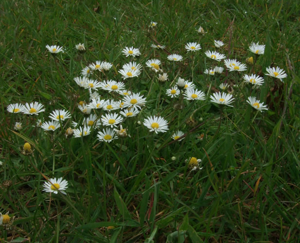 Daisy Identify Lawn Weeds