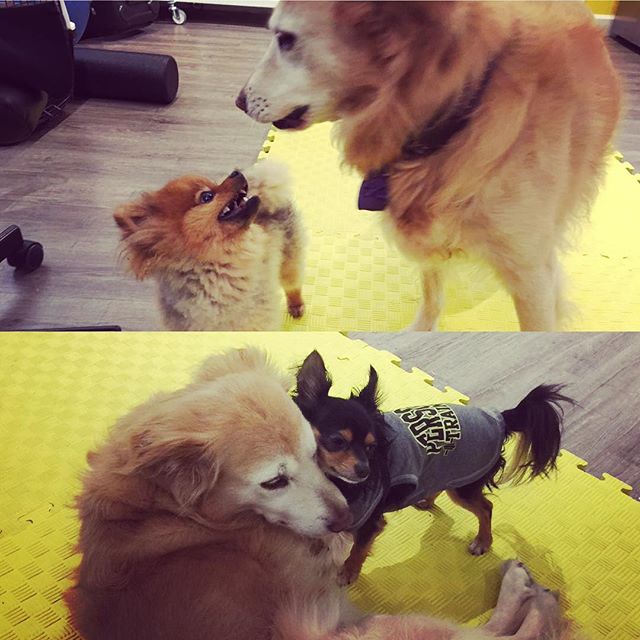 Dog Day Care San Francisco