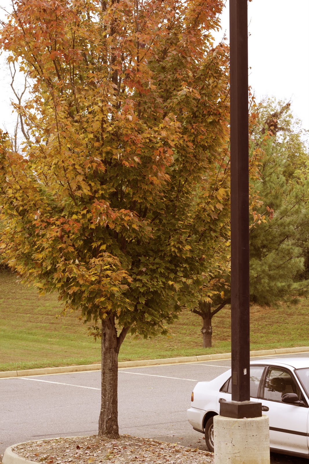 Photography: Digital 5- Cross Processing