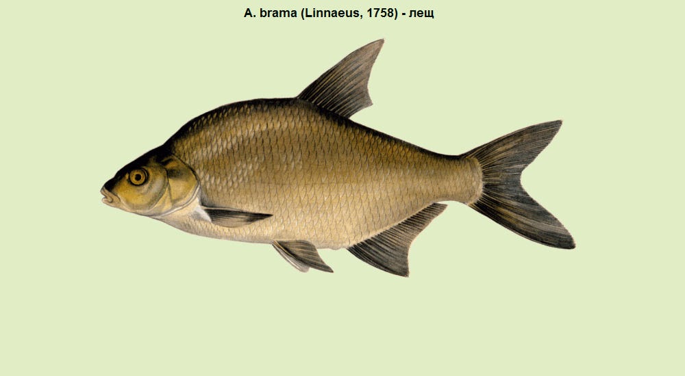 река северский донец рыбалка. окунь в мае на спиннинг озеро. рыба которая водится в северском донце. карасик ранней весной. северный донец рыба.