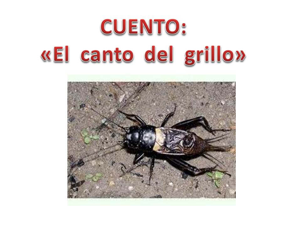 Canto Del Grillo Significado | ¿Qué significado tiene el canto de los ...