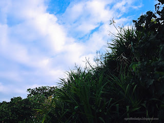 Various Beach Plants And Cloudy Sky View At Umeanyar Village, Seririt, North Bali, Indonesia