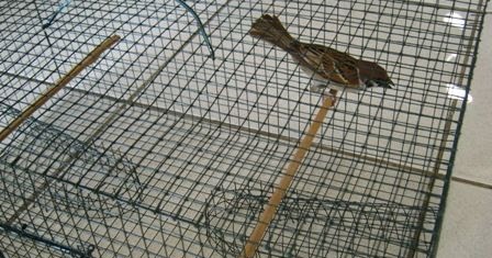 Practical Gardening Homemade Bird Trap Build Plans Specs Diy