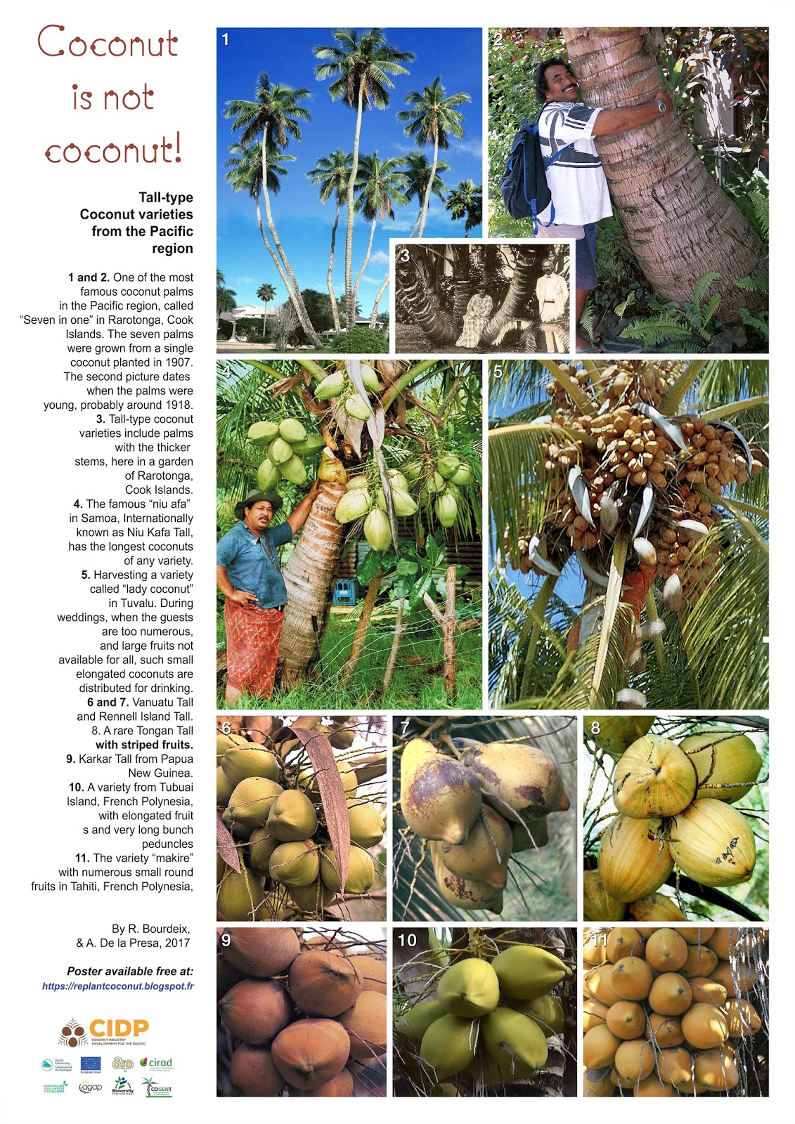 Coconut planting material for the Pacific region: Tall-type coconut ...