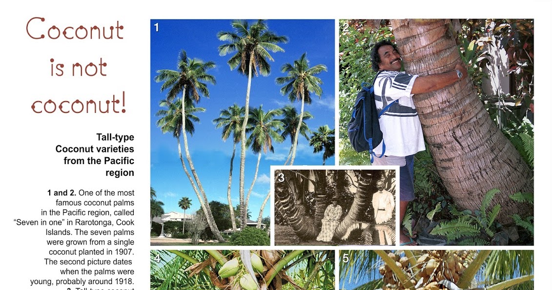 Coconut planting material for the Pacific region Talltype coconut