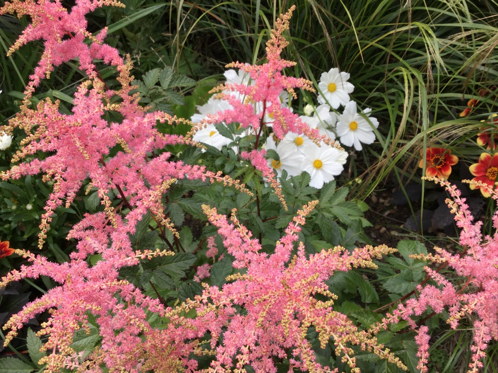 astilbe.jpg