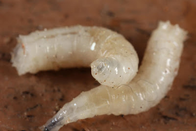 JaredDavidsonPhotography: Macro photographs of maggots