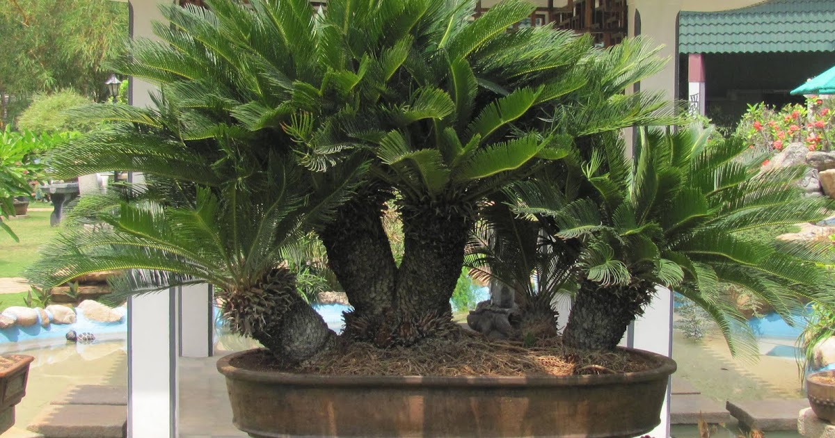 Bonsai Tree: 25+ Beautiful Bonsai Palm Tree Pictures Bonsai Tree: 25+ Beautiful Bonsai Palm Tree Pictures