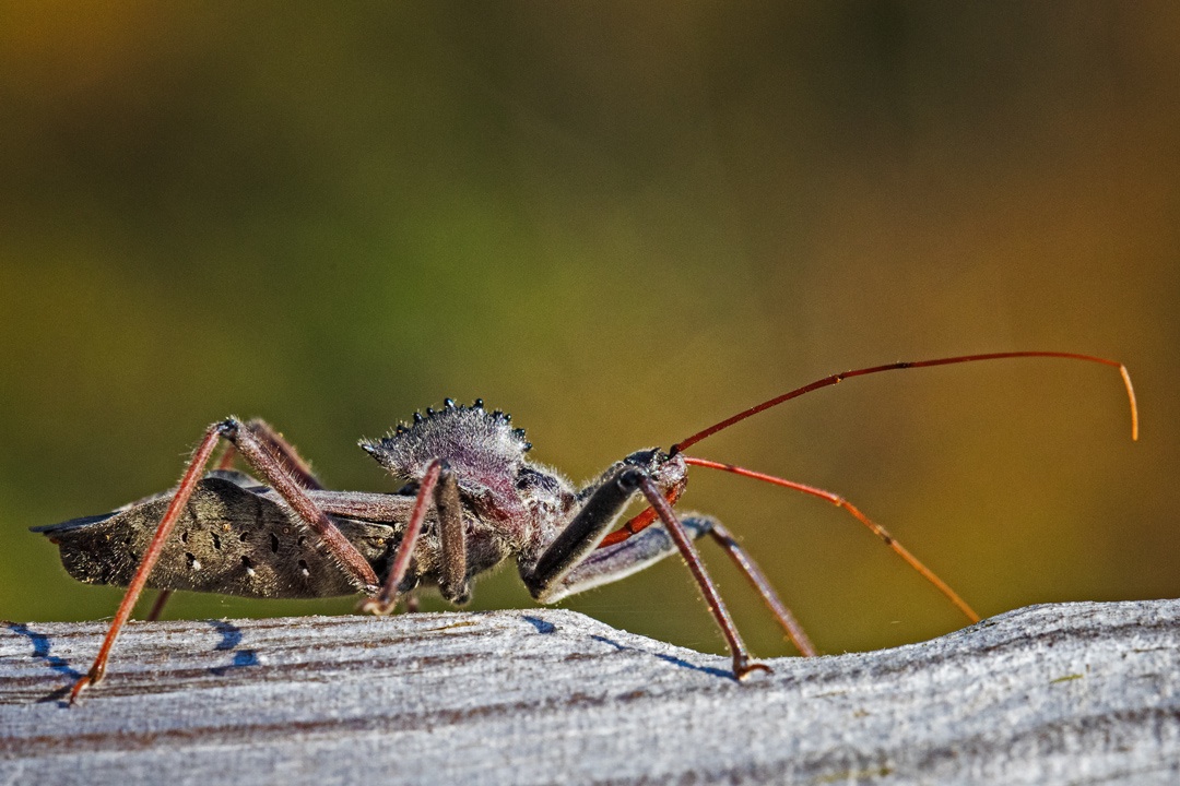 Coastal Virginia Wildlife Observatory Windy Weather