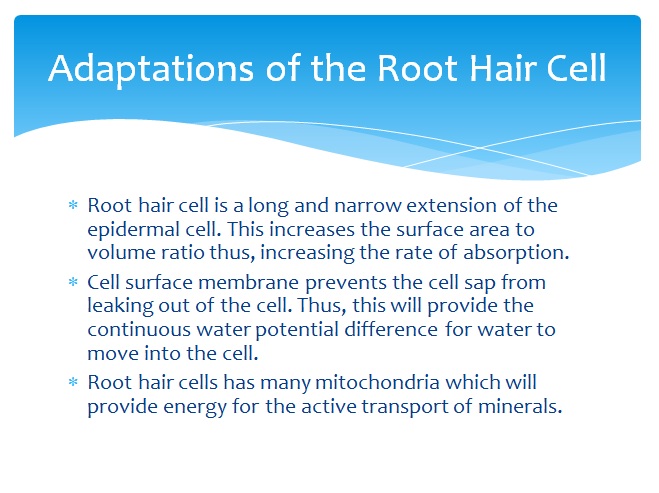 Adaptations That Increased The Surface Area Of Roots For Water And Nutrient Absorbtion 5