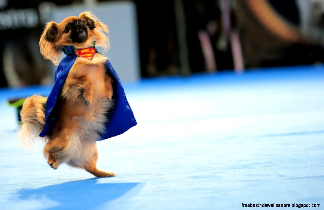 Funny Man of Steel Dog Version Wallpaper  Wallpaper 4K