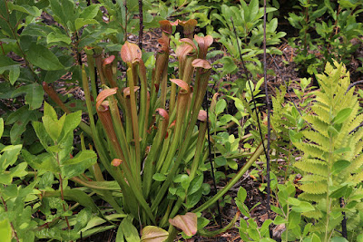 Sweet pitcher plant - Sarracenia rubra grow and care