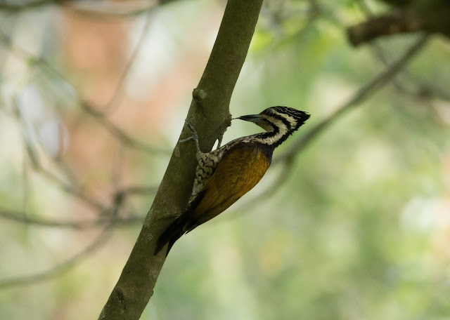 Common Flameback - Singapore Botanic Gardens