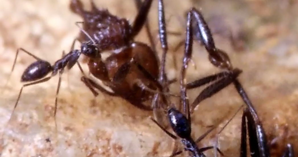 Nature Magnified The Black Crazy Ant carrying large prey