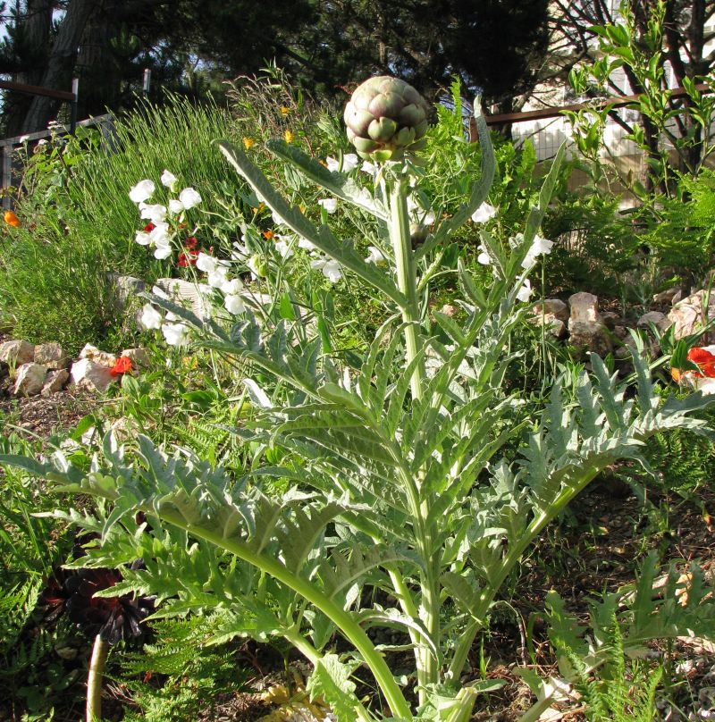 backyard critter watch Artie Chokes Three for a Dollar