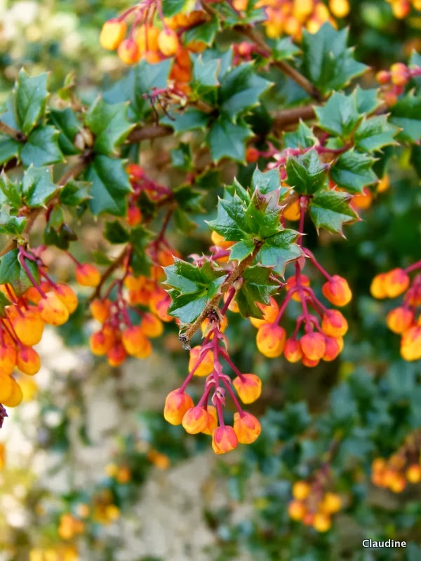 Les Folles Avoines Plantes Comestibles Et Utiles Du Quebec