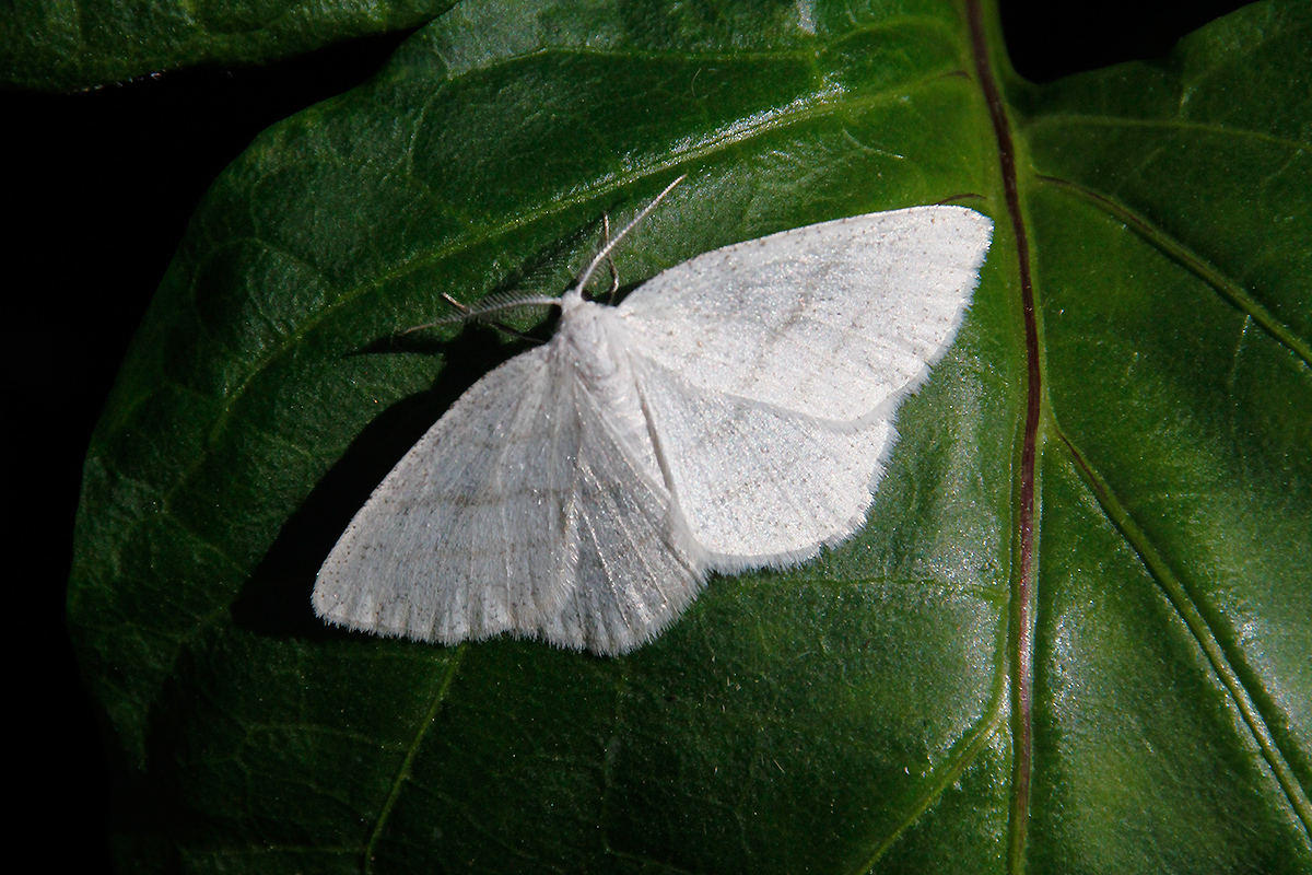 The Garden Moth Challenge Moth Bloggage from North Cumbria The Garden Moth Challenge Moth Bloggage from North Cumbria
