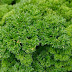 Parsley for Kidney stones, Diuretic, Urinary tract infections and High blood pressure