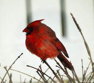 male Northern Cardinal photo by mbgphoto