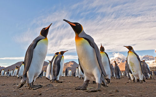 Hábitat natural de los pinguinos (8 fotos lindas)