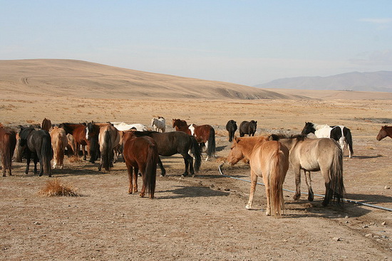 Country With More Horses Than People