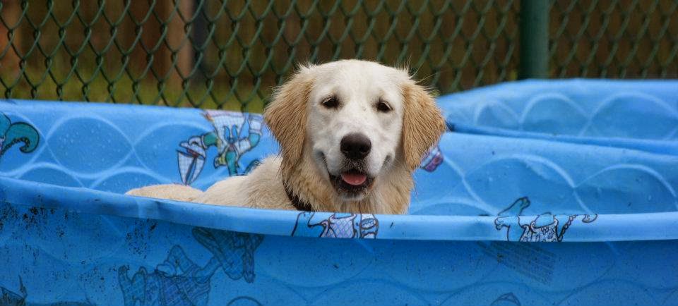 Can Ice Water Harm Dogs Can Ice Water Harm Dogs