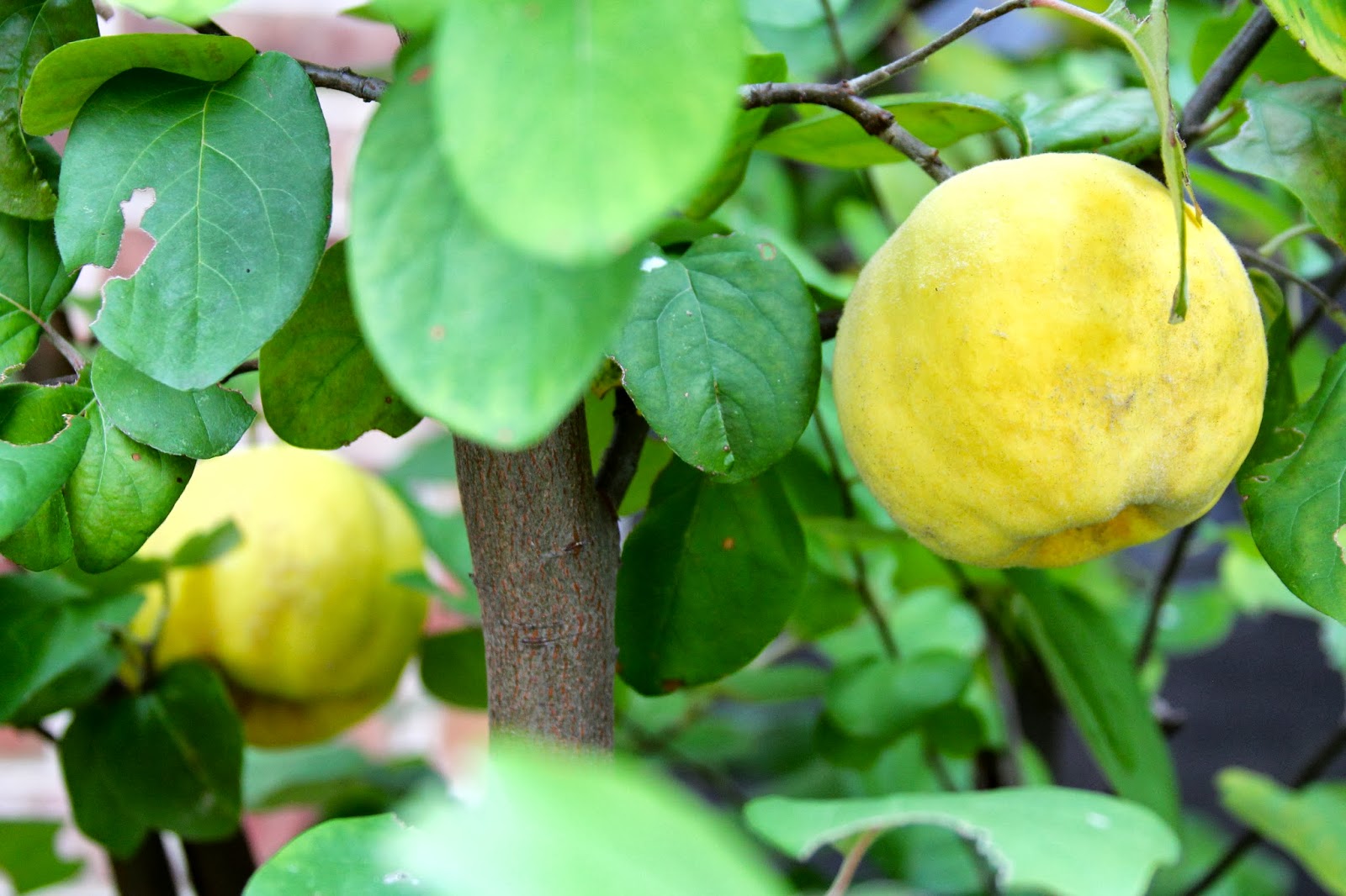 Rainbow Magic Sparkle Butterfly Garden Harvest and Clean Up Before