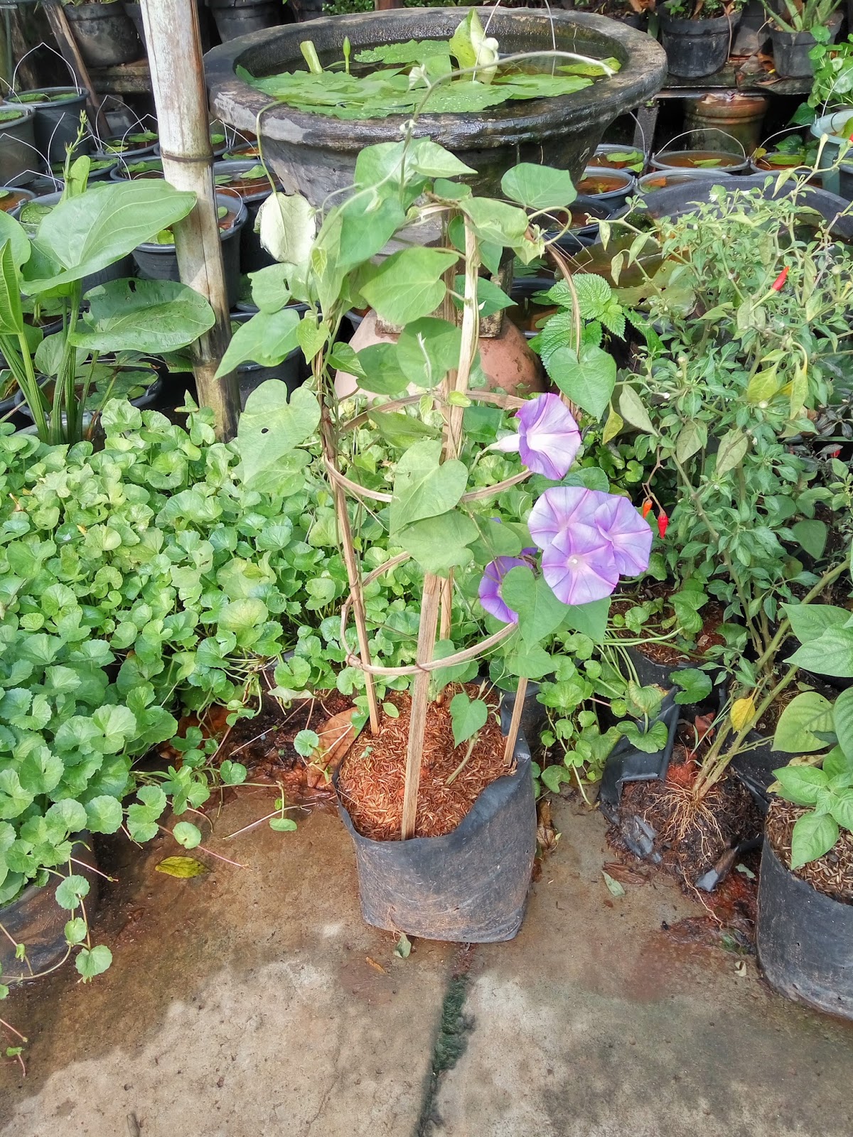 Jual pohon  mandevilla tanaman hias rambat bunga  ungu  