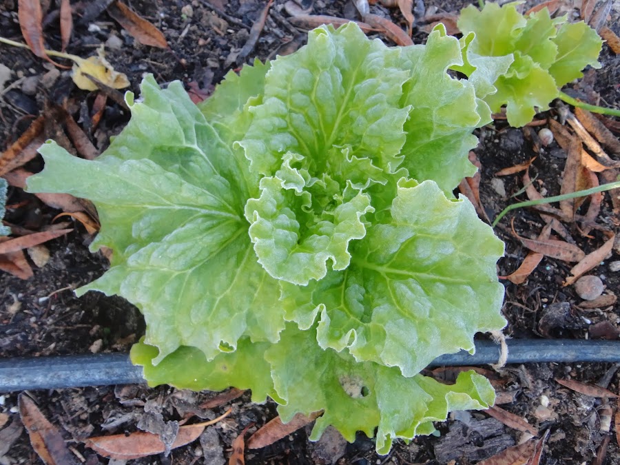 ESCARCHA SOBRE LAS HOJAS DE LECHUGA. HELADA BLANCA SOBRE LAS HOJAS DE LECHUGA.