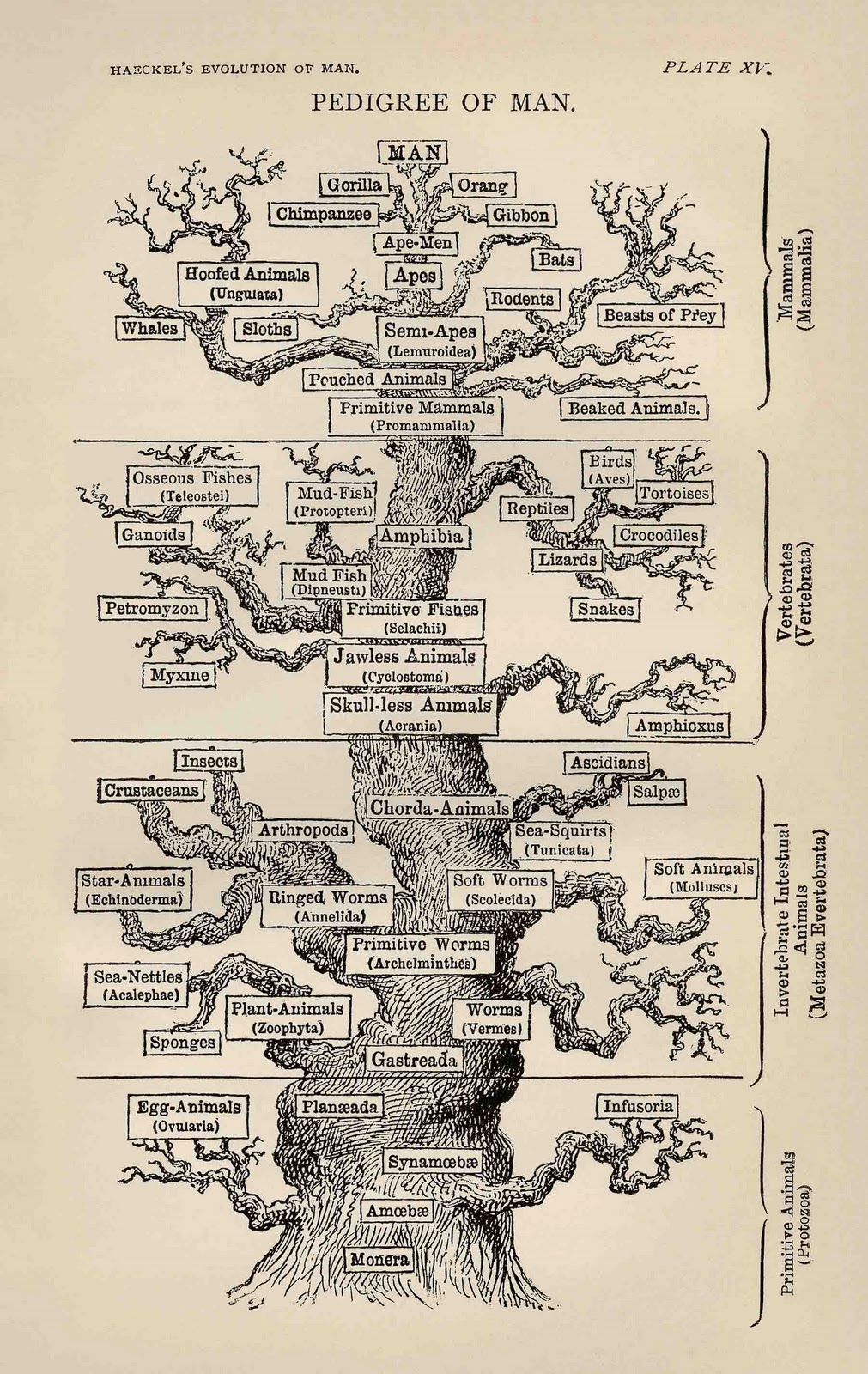 Arbre dels ascendents del home, segons Haeckel al 1874