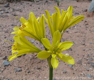 Amancay amarillo (Hieromynella aurea)