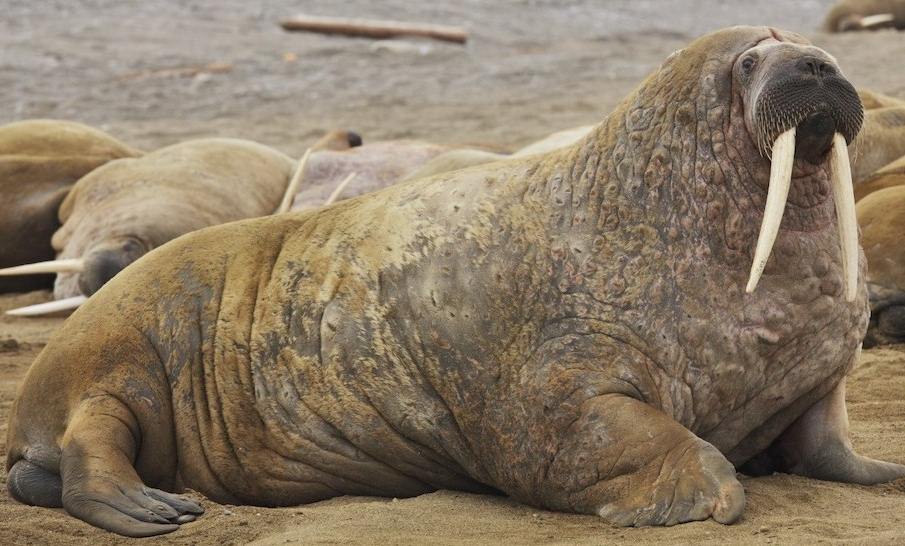 50+ Great Animals That Start With The Letter W - hd wallpaper