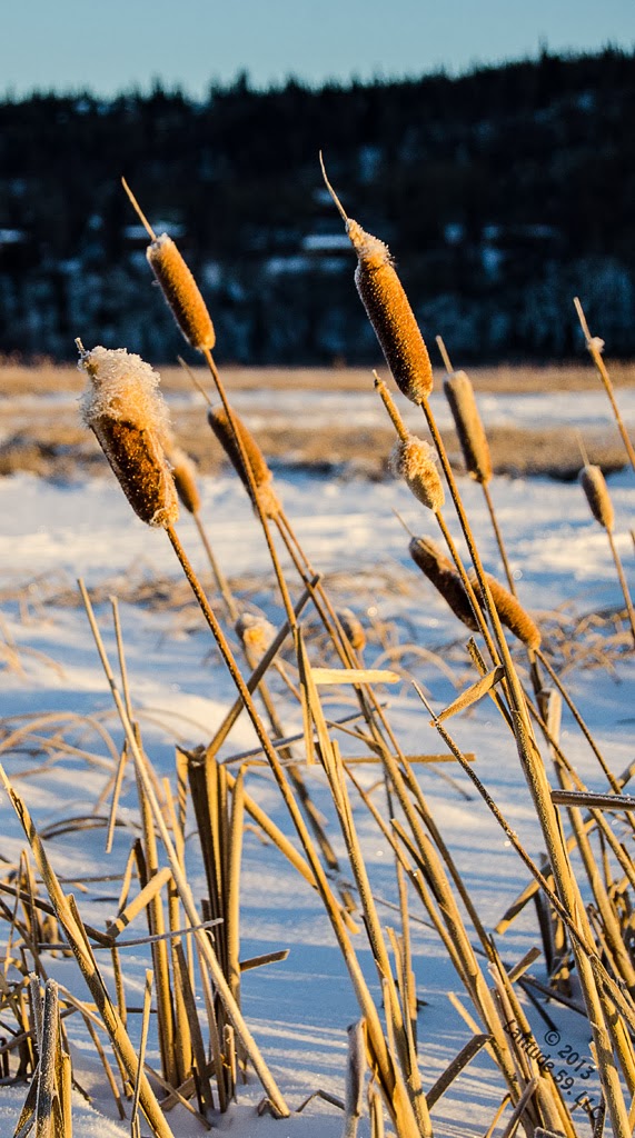 Winter Experience Potter Marsh Guide for Alaska's Disappearing Tourists