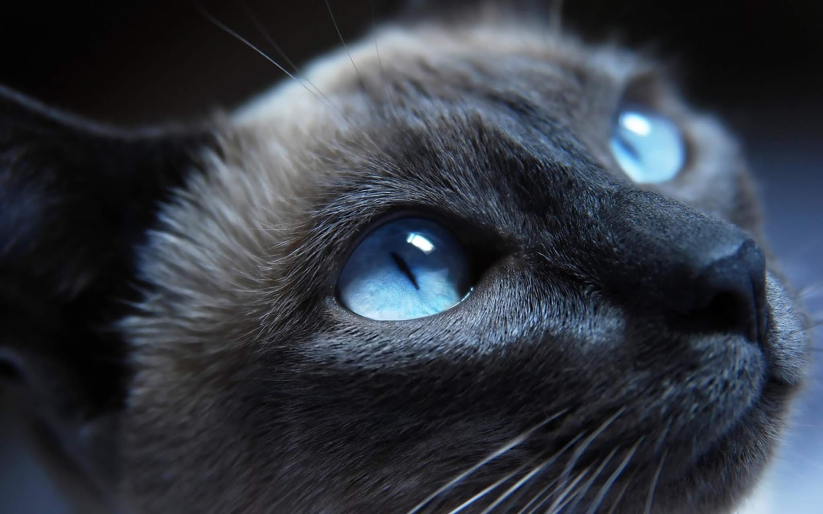 Blue Cat Wallpaper High Quality Desktop, iphone and android - Background and Wallpaper | Animals
