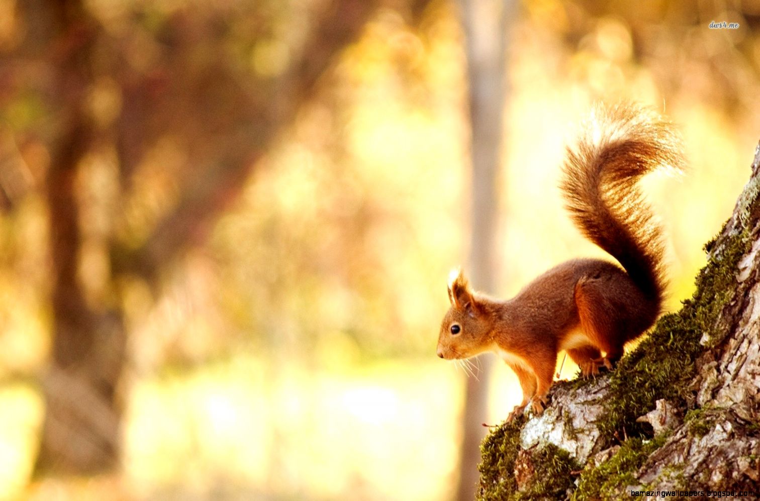 Squirrel wallpaper   Animal wallpapers   14197