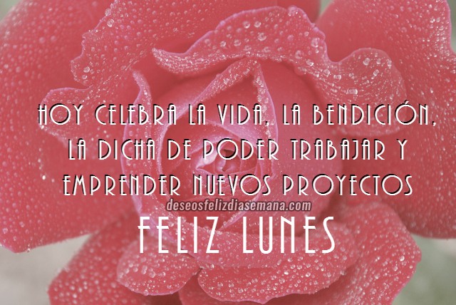 Saludos cortos del feliz lunes con imágenes de rosas y bonitas frases cristianas positivas por Mery Bracho