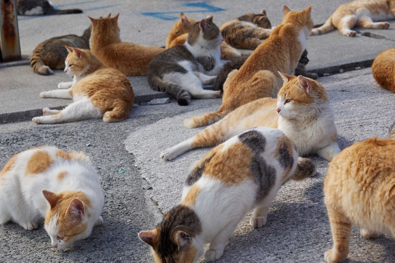 Остров кошек. Много кошек на улице. Популяция кошек. Коты в кучке. Куча котят на улице.