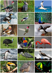 birds different colors bird animal beauty diversity species aves various cuteness class info wikipedia
